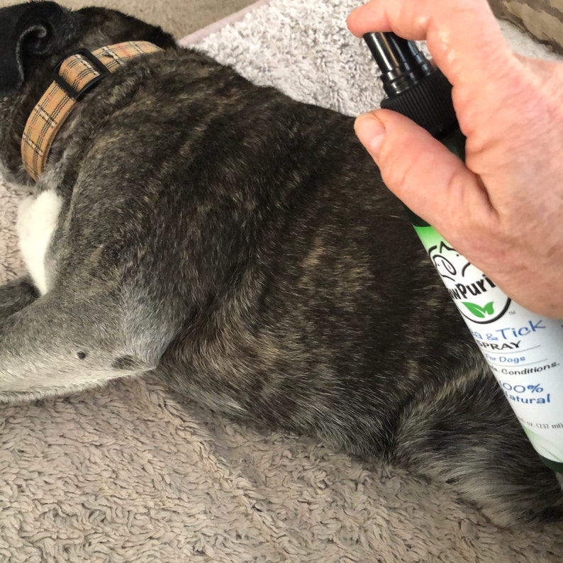 Puede incluir: Una mano sosteniendo una botella verde y blanca de spray para pulgas y garrapatas para perros. La botella dice "100% natural" y "Para perros". El spray se est&aacute; aplicando a un perro atigrado que est&aacute; acostado en una manta gris esponjosa.