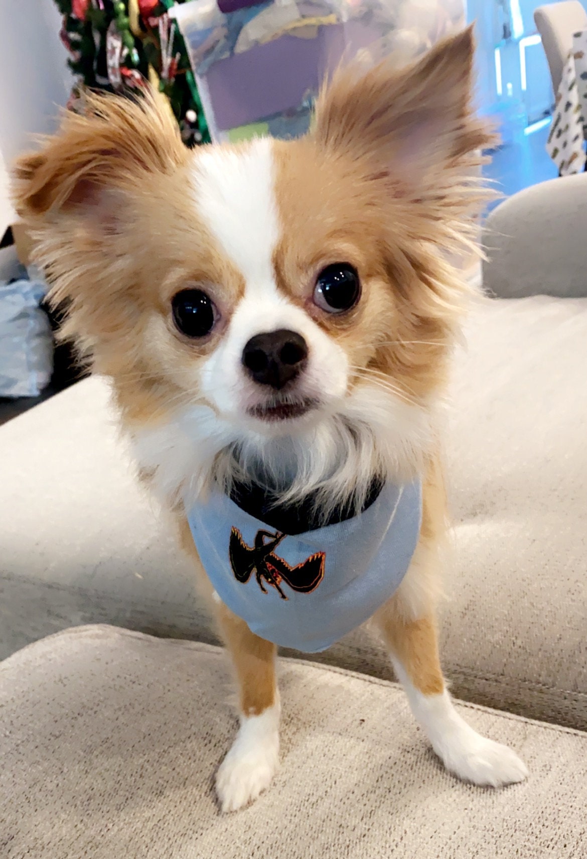 led zeppelin dog collar