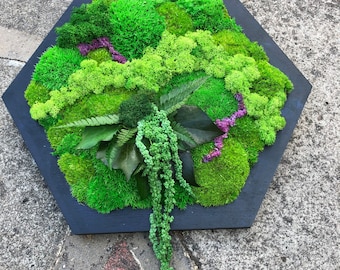 Hexagon moss picture