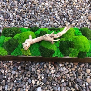 Moss tray furniture decoration