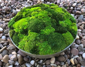 Moss bowl with Preserved moss