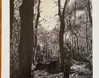 Just Old Light - Fine Art Giclee Print Forest, woods, trees