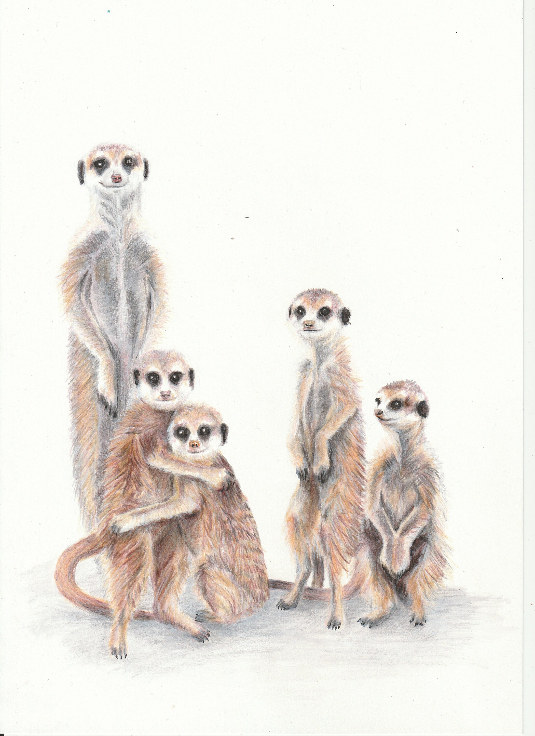 Une Impression d'une Illustration Famille Adorable de Suricates