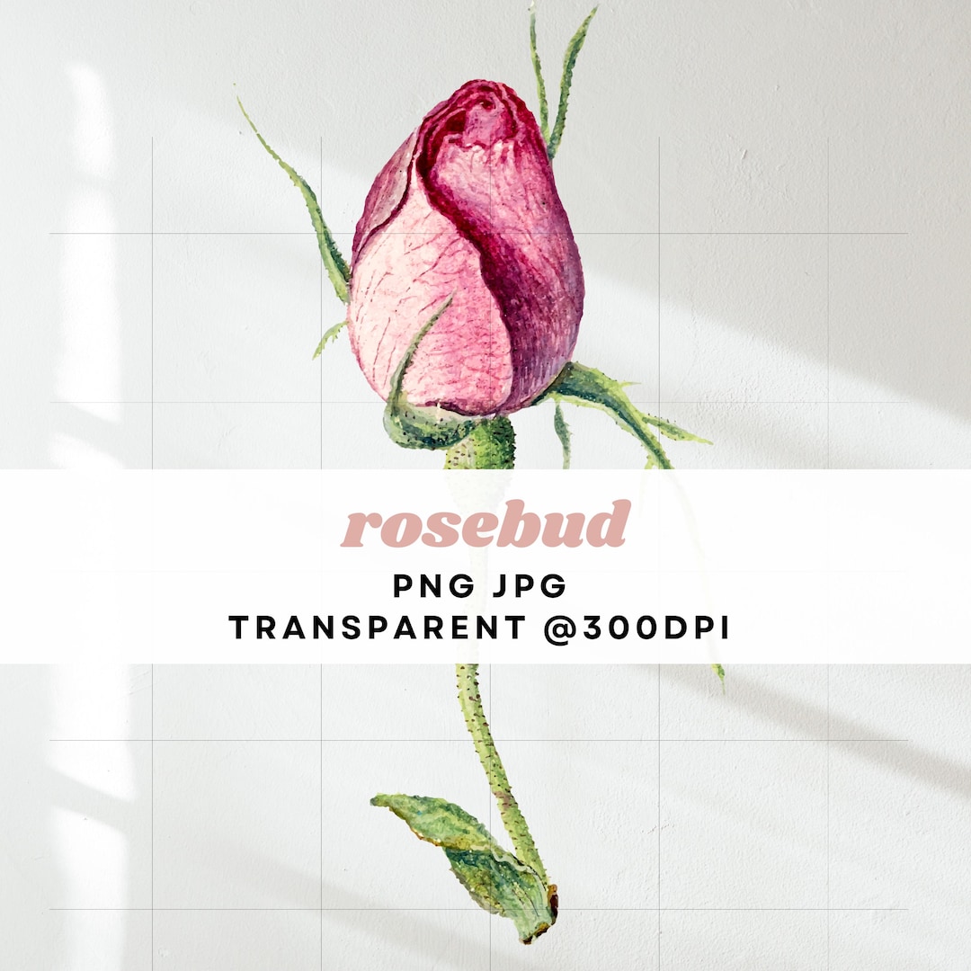 Rosebud Clipart Rose Bud Graphic PNG Vintage Wedding Clipart Rose ...