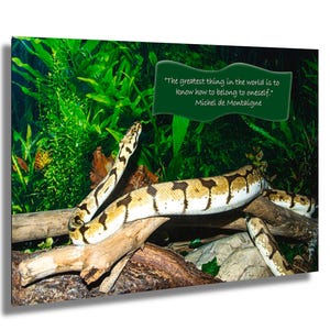 Solitude Snake Photograph