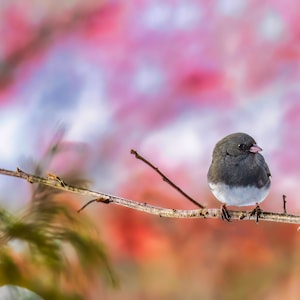 May include: A small, dark gray bird with a white belly perched on a thin branch. The bird has a pink beak and is against a blurry background of pink and white.