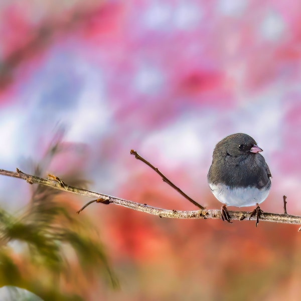 Junco against pink background, Wildlife Photography, Fine Art Print, Metal Wall Decoration, Large Giclee Poster, Gift for bird watchers