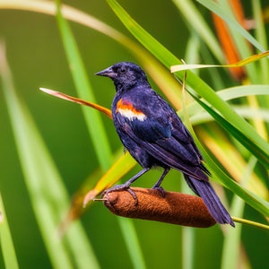 May include: A red-winged blackbird with glossy black plumage and a distinct red and yellow shoulder patch perched on a brown, cylindrical cattail seed head. The bird has a sharp, pointed black beak and dark legs, facing towards the left side.