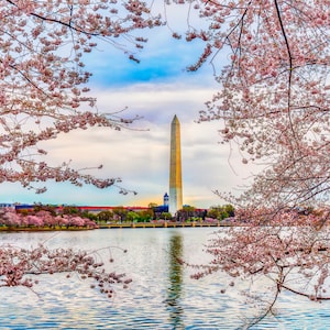 Washington Monument through Cherry Blossom, Washington DC Landscape Photography, Fine Art Print, Patriotic Souvenir, Metal Home Decor