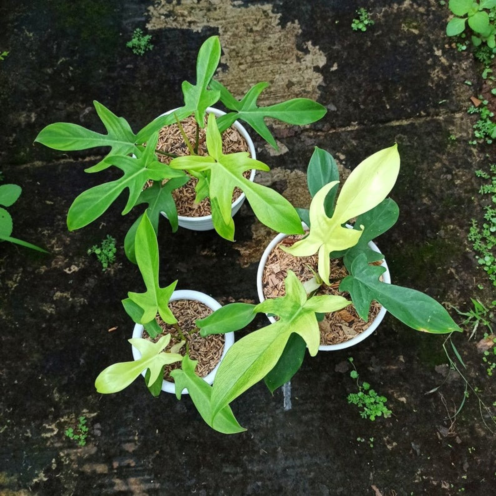 550 wholesale Philodendron Florida Ghost Live House