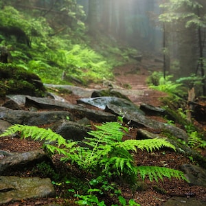 Large green forest print, misty wood landscape wall art