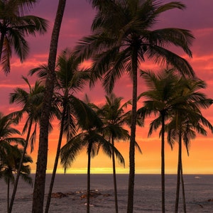 Sunset print with palm tree, Sri Lanka coast