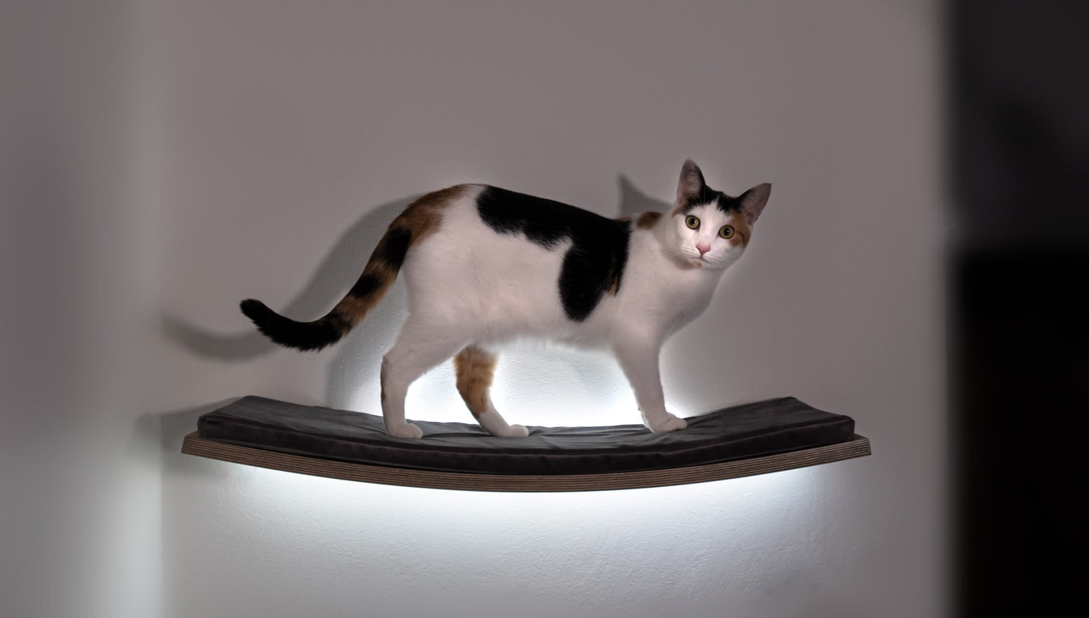 Curved cat shelf with lighting on both sides Quality cat Etsy