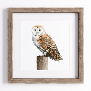 Barn Owl Print - Bird Art Print - Wildlife Print - UNFRAMED