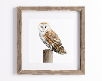 Barn Owl Print - Bird Art Print - Wildlife Print