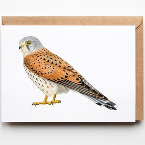 Turmfalke Grußkarte - Bird of Prey Karte - A6