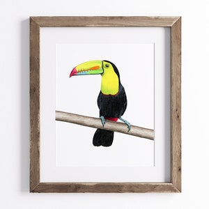 Keel Billed Toucan Print - Bird Print - Wildlife Art Print - UNFRAMED