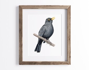 Blackbird Print - Bird Print - Wildlife Art Print - UNFRAMED