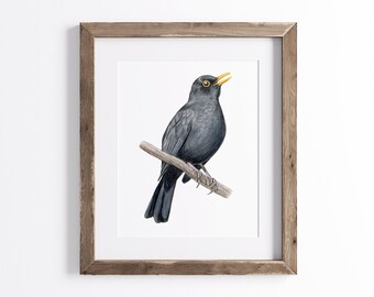 Blackbird Print - Bird Print - Wildlife Art Print