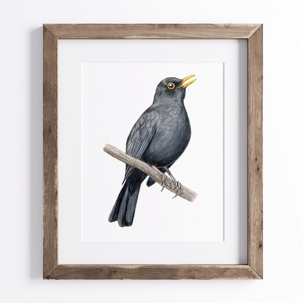 Blackbird Print - Etsy Australia