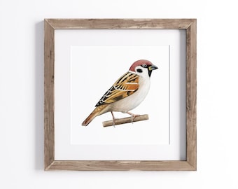 スズメの版画、ヴィンテージ鳥類学リトグラフ、1960年代の野生動物