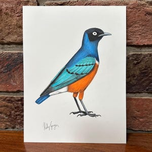 Superbe étourneau - dessin original - 15 x 20 cm