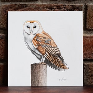 Barn Owl - Original Coloured Pencil Drawing - 7.5 x 7.5 inches
