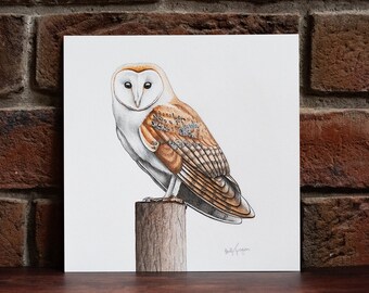 Barn Owl - Original Coloured Pencil Drawing - 7.5 x 7.5 inches