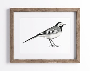 Pied Wagtail Print - Bird Print