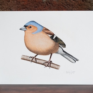 Chaffinch - Original Coloured Pencil Drawing - 6 x 8 inches