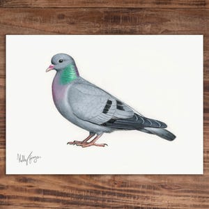 Stock Dove - Original Coloured Pencil Drawing - 6 x 8 inches