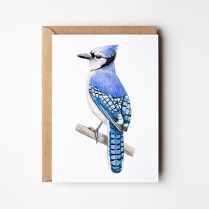 Blue Jay Card - Bird Card - A6