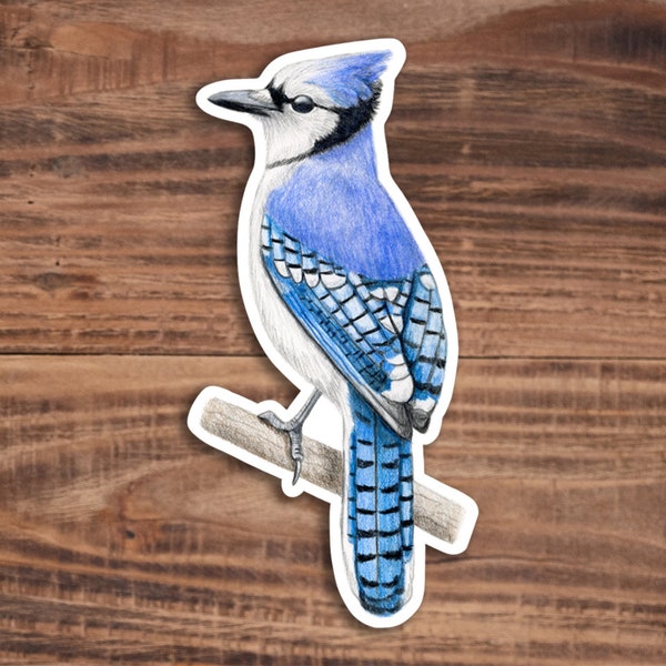 Blue Jay Sticker - Glossy Vinyl Bird Sticker