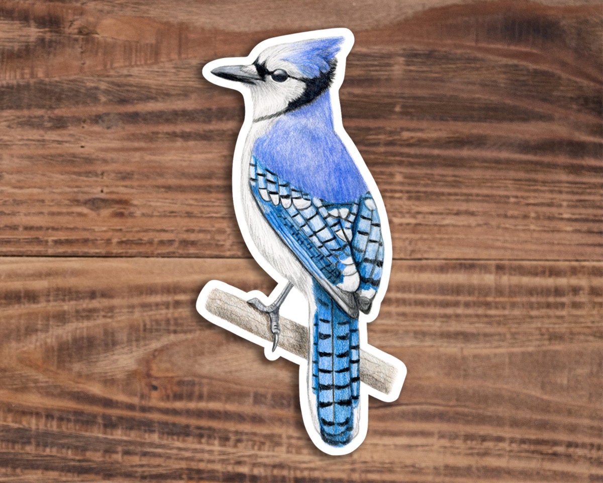 Blue Jay Bird Vinyl Sticker