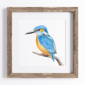 Kingfisher Print - Bird Art Print - UNFRAMED