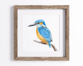 Kingfisher Print - Bird Art Print - UNFRAMED