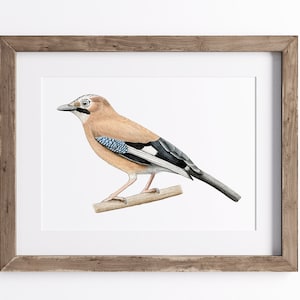 Eurasian Jay Print - Bird Print - Wildlife Art Print - UNFRAMED