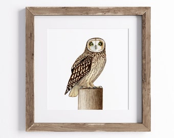 Short-Eared Owl Print - Bird Art Print - Wildlife Print