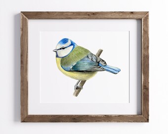 Pimpelmees print - vogelprint - Wildlife Art Print