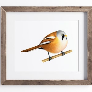 Könnte beinhalten: Ein gerahmter Druck mit einer detaillierten Illustration einer Bartmeise auf einem Ast. Der Vogel hat einen grauen Kopf, einen orangefarbenen Körper und braune Flügel. Das Kunstwerk ist vor einem weißen Hintergrund in einem Holzrahmen.