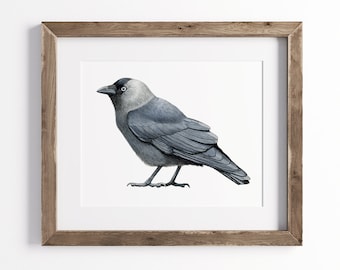 Dohle Druck - Krähe Druck - Wildtier Kunstdruck - UNGERAHMT