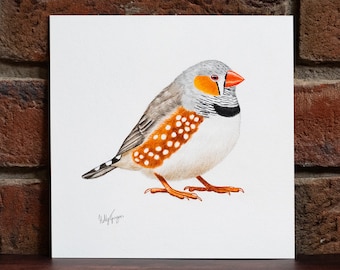 Zebra finch - Original Coloured Pencil Drawing - 7 x 7 inches