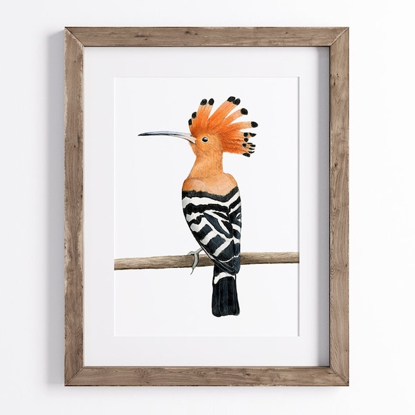 Hoopoe Print - Bird Print - Wildlife Art Print