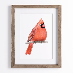 Kardinal Print - Giclée Vogel Kunstdruck - UNGERAHMT