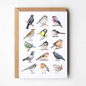 Carta degli uccelli da giardino - Carta delle specie di uccelli - A6