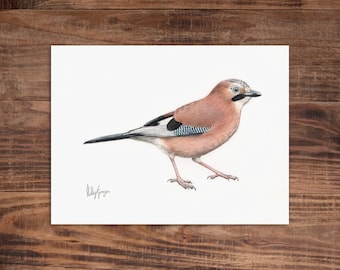 Eichelhäher - Original Buntstift Zeichnung - 24 x 18 cm