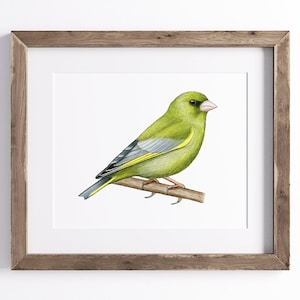 Greenfinch Print - Bird Print - Wildlife Art Print - UNFRAMED