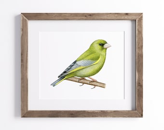 Greenfinch Print - Bird Print - Wildlife Art Print - UNFRAMED