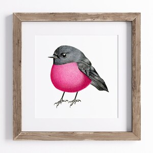 Pink Robin Print - Australian Bird Print - UNFRAMED