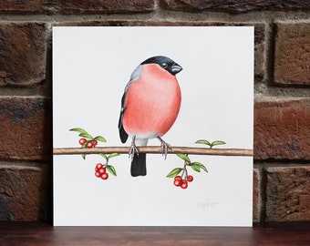 Bullfinch - Original Coloured Pencil Drawing - 8 x 8 inches